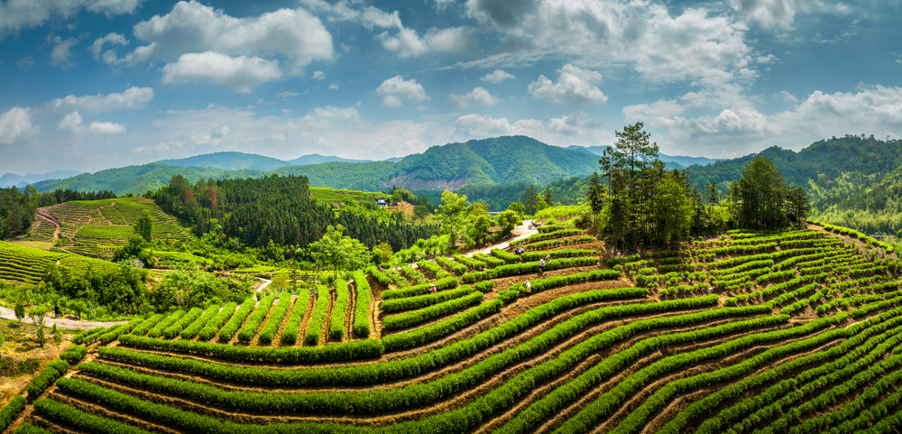 《大會茶園》華榮麗.jpg